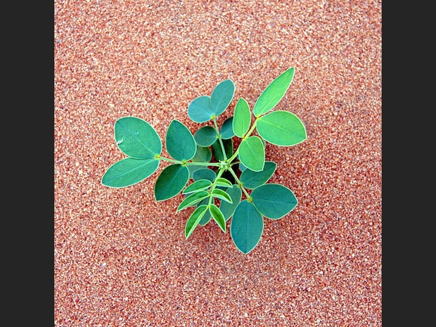 Plante-du-crottin_sable du hoggar