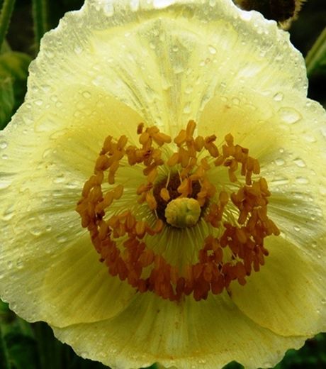 Cette-espece-de-pavot-meconopsis-autumnalis-retrouvee-au-nepal-fleurit-durant-l-automne-sous-les-fortes-pluies-de-la-mousson