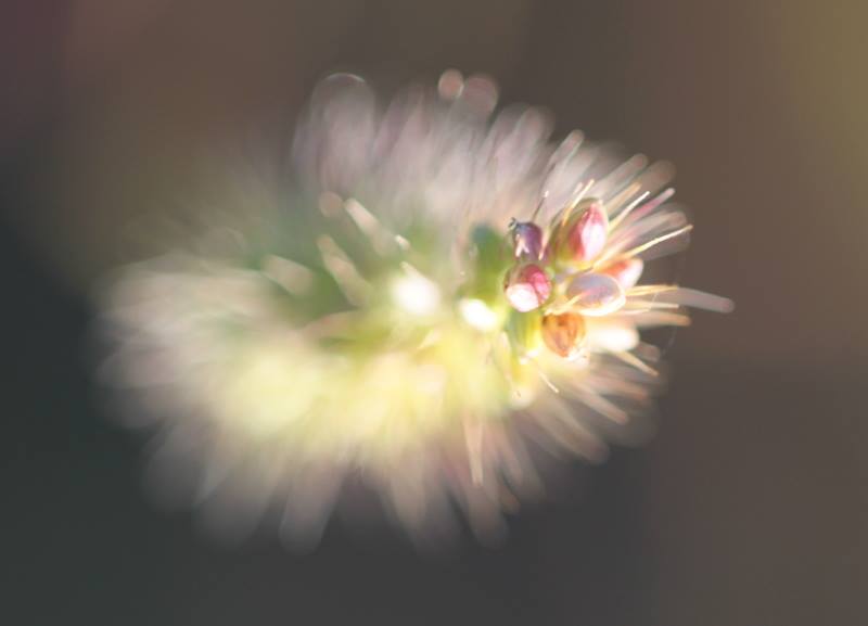 Fleur 5 jpg Fleur 5 jpg