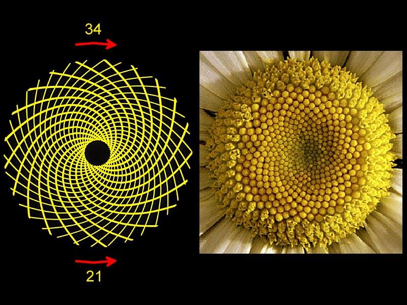 Phi le nombre d'or, fibonaci, spirale