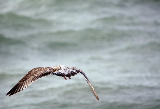 Goeland le Havre